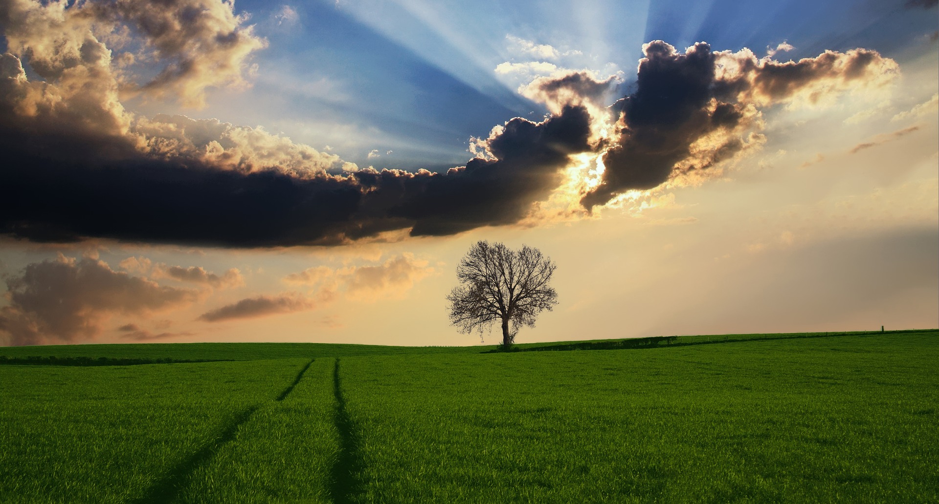 campo con albero e nuvole.jpg